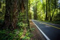 Road through the Avenue of the Giants Forest Views, Humboldt Redwoods State Park, California Royalty Free Stock Photo