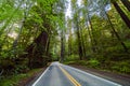 Road through Avenue of Giants in Redwoods of California Royalty Free Stock Photo