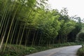 Road through bamboo forest Royalty Free Stock Photo