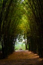 Road through bamboo forest and light end the end of tunnel Royalty Free Stock Photo