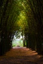 Road through bamboo forest and light end the end of tunnel Royalty Free Stock Photo