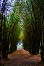 Road through bamboo forest and light end the end of tunnel Royalty Free Stock Photo