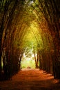 Road through bamboo forest and light end the end of tunnel Royalty Free Stock Photo