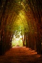 Road through bamboo forest and light end the end of tunnel Royalty Free Stock Photo