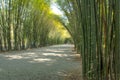 Bamboo tunnel Royalty Free Stock Photo