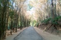 Road with bamboo forest in Thailand