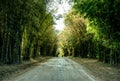 Road with bamboo tunnel in forest