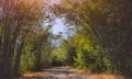 Road with bamboo tunnel