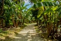 Road among banana trees in the banana forest at the tropical island