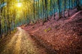 Road in beautiful beech forest in sunlight Royalty Free Stock Photo