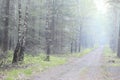 Road in beautiful birch forest in dense fog Royalty Free Stock Photo