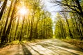 Road in beautiful forest with sun