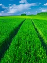 Road in a beautiful green field of wheat. Royalty Free Stock Photo