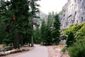 Road through beautiful pine tree forest landscape background in national park