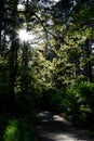 Road through beautiful and wild forest with sunlight through trees, Path through dense pine forest und blue sky and sunshine