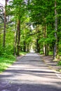 Road through beautiful and wild forest with sunlight through trees, Path through dense pine forest und blue sky and sunshine