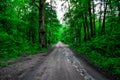 Road through beautiful and wild forest with sunlight through trees, Path through dense pine forest und blue sky and sunshine