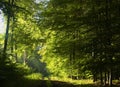 Road in beech forest Royalty Free Stock Photo