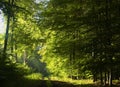 Road in beech forest