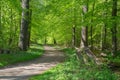 A road in a beech forest in spring, Denmark