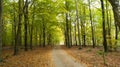 Road through beech tree forest during spring or autumn in SkÃ¥ne Sweden Royalty Free Stock Photo