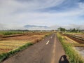 Road beetween rice field under beautiful sky Royalty Free Stock Photo