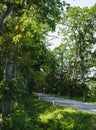 Road bend through an alley of large trees Royalty Free Stock Photo