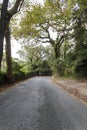 Road with beutiful magical trees on both sides Royalty Free Stock Photo