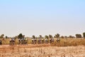 Road bikers group racing on rural road in desert