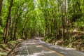 Road through Bilar Man-Made Forest on Bohol island, Philippin Royalty Free Stock Photo