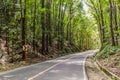 Road through Bilar Man-Made Forest on Bohol island, Philippin Royalty Free Stock Photo