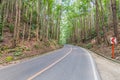 Road through Bilar Man-Made Forest on Bohol island, Philippin Royalty Free Stock Photo
