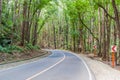 Road through Bilar Man-Made Forest on Bohol island, Philippin Royalty Free Stock Photo