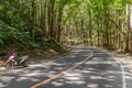 Road through Bilar Man-Made Forest on Bohol island, Philippin Royalty Free Stock Photo