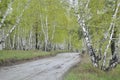 Road in birch forest after rain