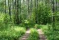 Road in a birch forest Royalty Free Stock Photo