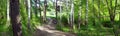 Road through birch forest -- summer landscape, panorama Royalty Free Stock Photo