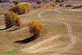 Road and birch trees in upland field