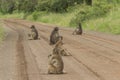 Road block by a troop of Chacma Baboons, Kruger National Park.