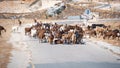 Road blocked by domestic goats in countryside area of Cyprus Royalty Free Stock Photo