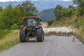 road blocked by herd of sheep, Marche, Italy