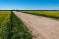 Road between blooming canola fields Royalty Free Stock Photo