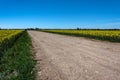 Road between blooming canola fields Royalty Free Stock Photo