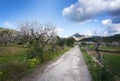 Road blossoming almond trees Royalty Free Stock Photo
