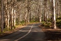 Road through Boranup Forest, Western Australia Royalty Free Stock Photo