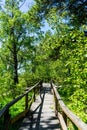 Old wooden bridge in deep forest, natural vintage background. Royalty Free Stock Photo