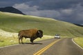 Road Buffalo Royalty Free Stock Photo