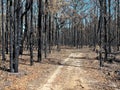Road in burnt Australian forest landscape