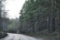 Road Through The California Coastal Redwood Forest Royalty Free Stock Photo