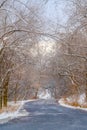 Road with canopy of snowy trees in Salt lake City